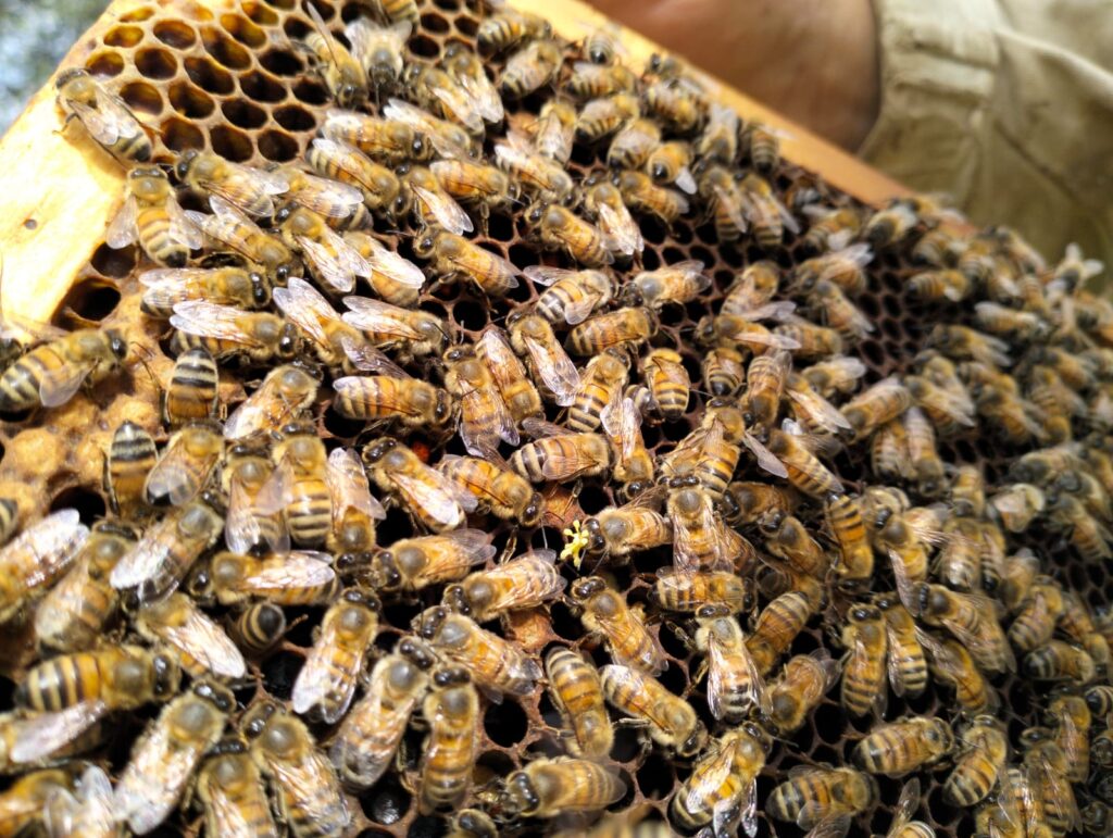Api su favo naturale in ambiente biologico