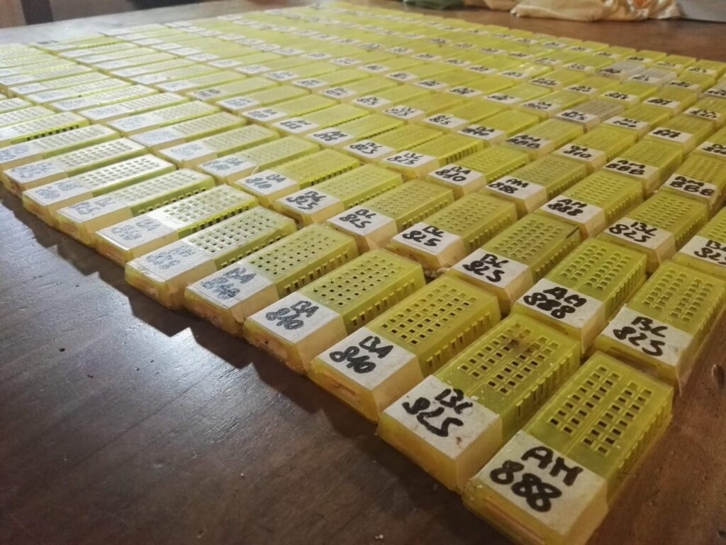 Api regine italiane selezionate pronte per la spedizione